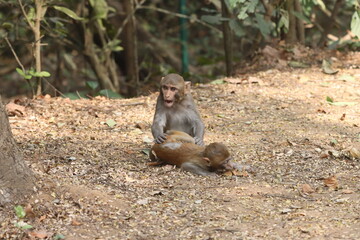 The Rhesus Macaque, a lively and intelligent primate, thrives in Karnala Bird Sanctuary. Known for its social groups, playful antics, and adaptability, it adds charm to the sanctuary’s wildlife.