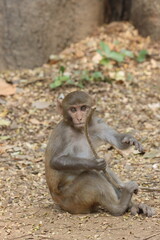 The Rhesus Macaque, a lively and intelligent primate, thrives in Karnala Bird Sanctuary. Known for its social groups, playful antics, and adaptability, it adds charm to the sanctuary’s wildlife.