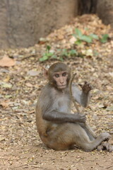 The Rhesus Macaque, a lively and intelligent primate, thrives in Karnala Bird Sanctuary. Known for its social groups, playful antics, and adaptability, it adds charm to the sanctuary’s wildlife.