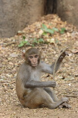 The Rhesus Macaque, a lively and intelligent primate, thrives in Karnala Bird Sanctuary. Known for its social groups, playful antics, and adaptability, it adds charm to the sanctuary’s wildlife.