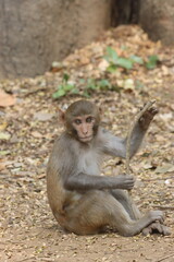 The Rhesus Macaque, a lively and intelligent primate, thrives in Karnala Bird Sanctuary. Known for its social groups, playful antics, and adaptability, it adds charm to the sanctuary’s wildlife.