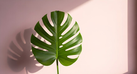 Monstera leaf on a pink background with soft shadows