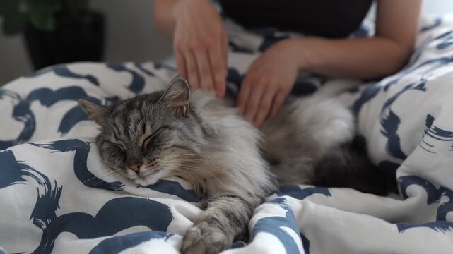 fluffy gray domestic cat lying on bed enjoying with its owner