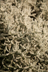 frost on tree