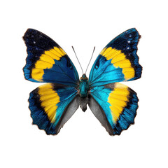 Obraz premium Vibrant butterfly with striking colors