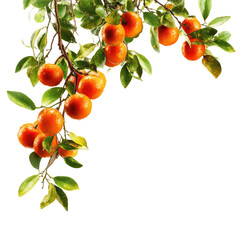 Orange fruit cluster on branches