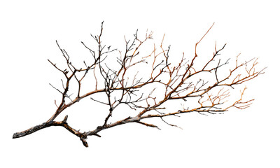 dry dead tree twig on transparent background. Closeup of old broken branches, wooden stick texture, natural oak bark, forest environment element, vintage tree part, autumn nature background