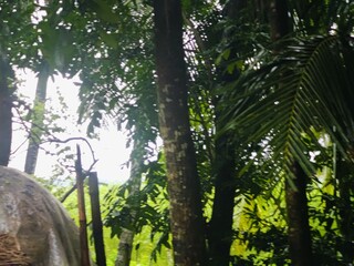 Lush green forest with dense foliage and tall trees on a bright day