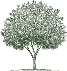 Green tree with leaves isolated on white background. Vector illustration