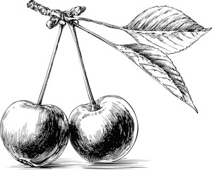 Vintage black and white sketch of two cherries with detailed leaves realistic style. Vector illustration