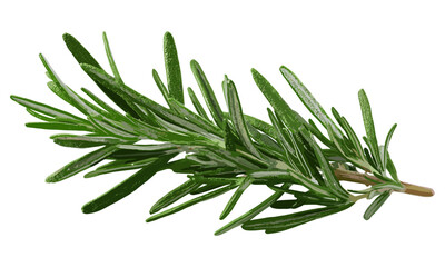 Fototapeta premium fresh rosemary leaf branch on transparent background. Natural herbal spices, cooking and hair care design elements. Organic seasoning twig, health lifestyle, essential oil, garden herb