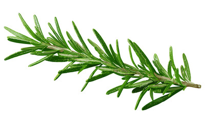 Herbal rosemary twig isolated on transparent background. Fresh green leaf branch for cooking, seasoning, and health care. Organic kitchen ingredient, essential oil plant, natural aromatic herb