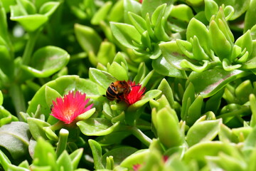 Abelha numa flor vermelha no meio das folhas verdes 