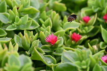 Abelha numa flor vermelha no meio das folhas verdes 