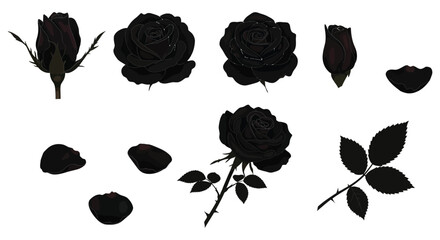 Collection of black rose elements including buds full blooms petals and leaves against a white background
