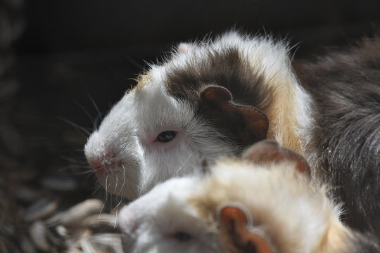 Hamster ou porquinho-da-india