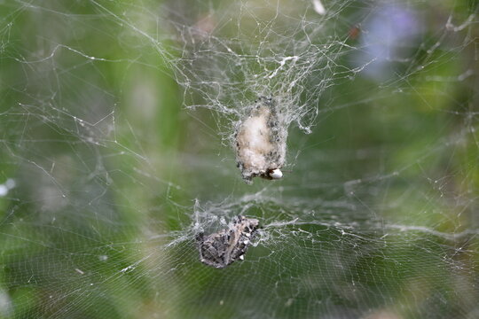 Aranha preta nas teias com casulo de presas