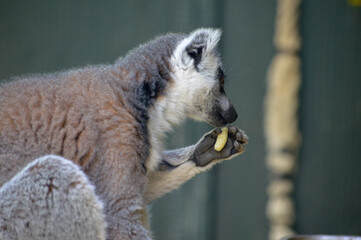 Obraz premium Profile of ring-tailed lemur holding and eating fruit against blurred background