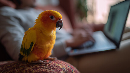 Obraz premium ai brightly colored parrot perches on couch while person works on laptop in cozy living room