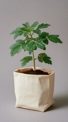 Obraz premium Young green plant growing in a textured fabric pot against a neutral gray background
