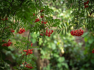 Rowan tree with red berries