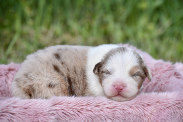 Cute newborn red merle australian shepherd puppy sleeping on soft wool fluffy blanket