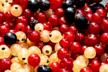 A close-up view of assorted berries including red currants, black currants, and white currants.