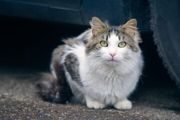 Young Norwegian Forest Cat relaxing at  the backyard and looking curious at camera. Horizontal image with selective focus.	