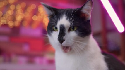 Domesticated cat with runny nose, suffering with cold, allergy or rhinitis . Animal health problem.