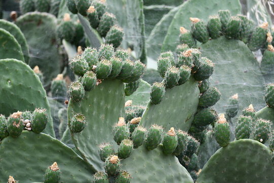 cacto ou aloe vera com flor de figo da india