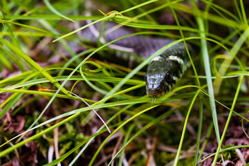 Grass snake (Natrix natrix) with tongue out, hiding in green grass. Close-up of non-venomous reptile in natural habitat. European wildlife, stealthy snake in the wild.