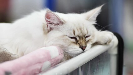 Purebred neva masquerade cat sleeping on soft blanket