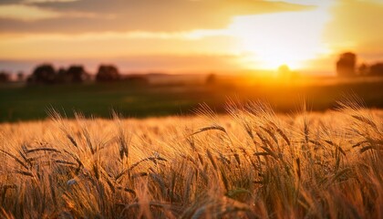 Fototapeta premium a tranquil sunset scene in a wheat field with tall grasses swaying gently in the breeze