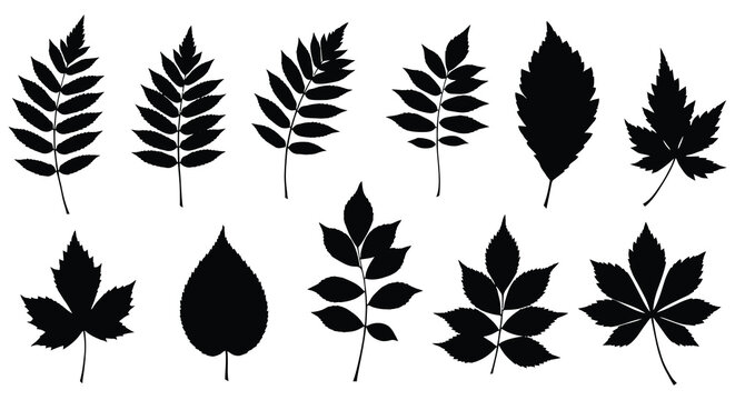 Set of black silhouettes of leaves on white background vector illustration