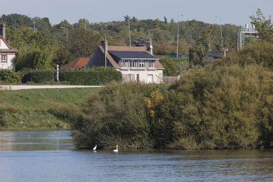 Two birds stand near the water's edge of the Seine river, with houses partially obscured by bushes along the riverbank, near Argenteuil in France