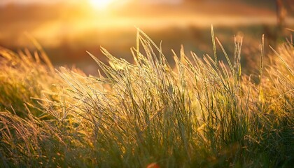 delicate grass blades glowing in soft light during late afternoon