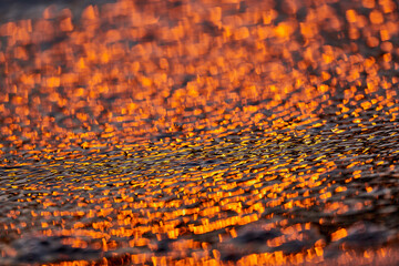 Gilded Ripples Dance Upon Molten Waters
