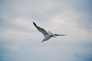 Seagull flies against the sunset sky over the sea. Background travel brochure