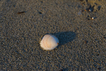 A single clam shell rests on dark, coarse sand, its smooth, striped surface catching the warm sunlight.