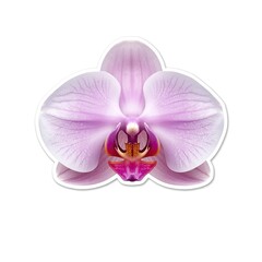 Fototapeta premium pink orchid sticker isolated on white background