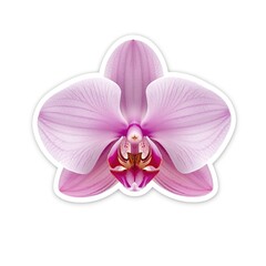 pink orchid sticker isolated on white background