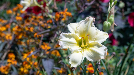Sunday Gloves Daylily 