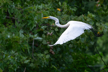Great egret in flight past trees.