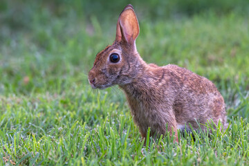 Closeup of a rabbit sitting in the grass.