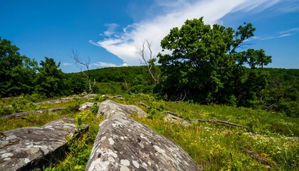 Mountaintop Meadow