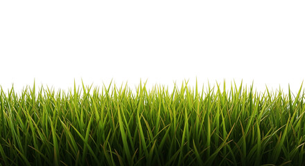 Obraz premium Vibrant Green Grass Against White Background isolated on transparent background