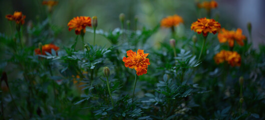 Blooming marigolds in the garden summer evening