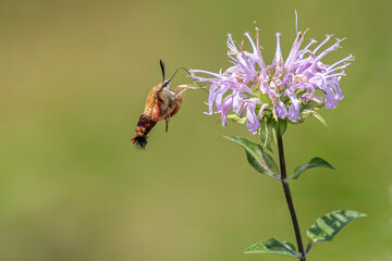 clearwing hummingbird moth in flight