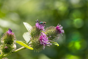 green sweat bee on flowering burdock