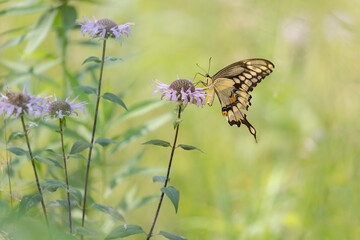 giant eastern swallowtail butterfly feeding on bergamot flowers